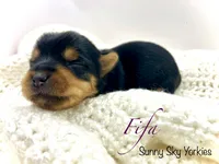 Fifa, a female Yorkshire Terrier for sale in Owatonna, MN – 1 of 4