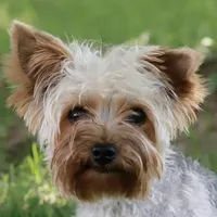 Nutmeg, a female Yorkshire Terrier for sale in Owatonna, MN – 4 of 5