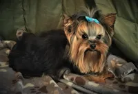 Nutmeg, a female Yorkshire Terrier for sale in Owatonna, MN – 4 of 4