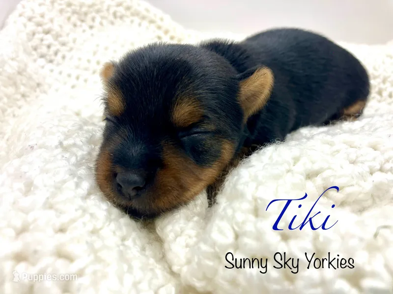 Tiki – Yorkshire Terrier puppy for sale in Owatonna, MN