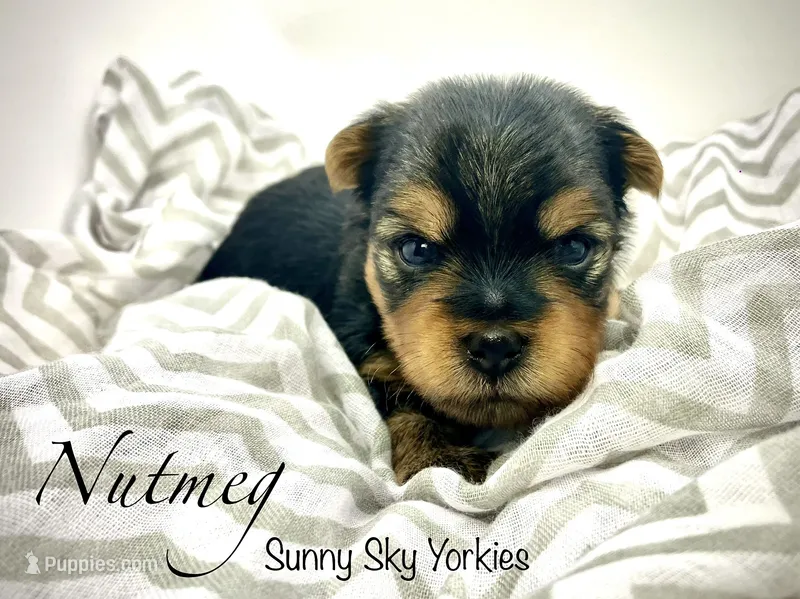 Nutmeg – Yorkshire Terrier puppy for sale in Owatonna, MN