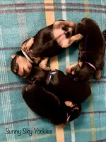 Taka, a female Yorkshire Terrier for sale in Owatonna, MN – 3 of 5