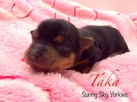 Taka, a female Yorkshire Terrier for sale in Owatonna, MN – 2 of 5