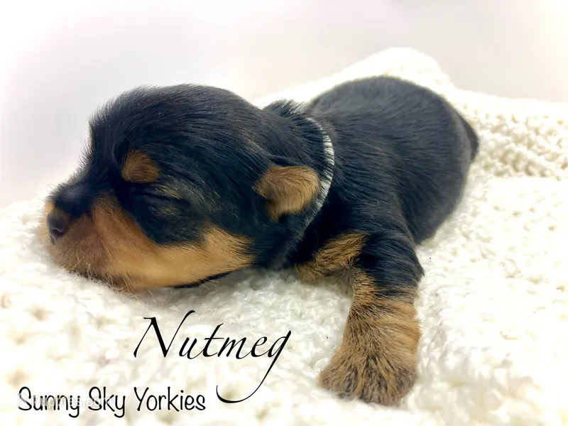 Nutmeg – Yorkshire Terrier puppy for sale in Owatonna, MN