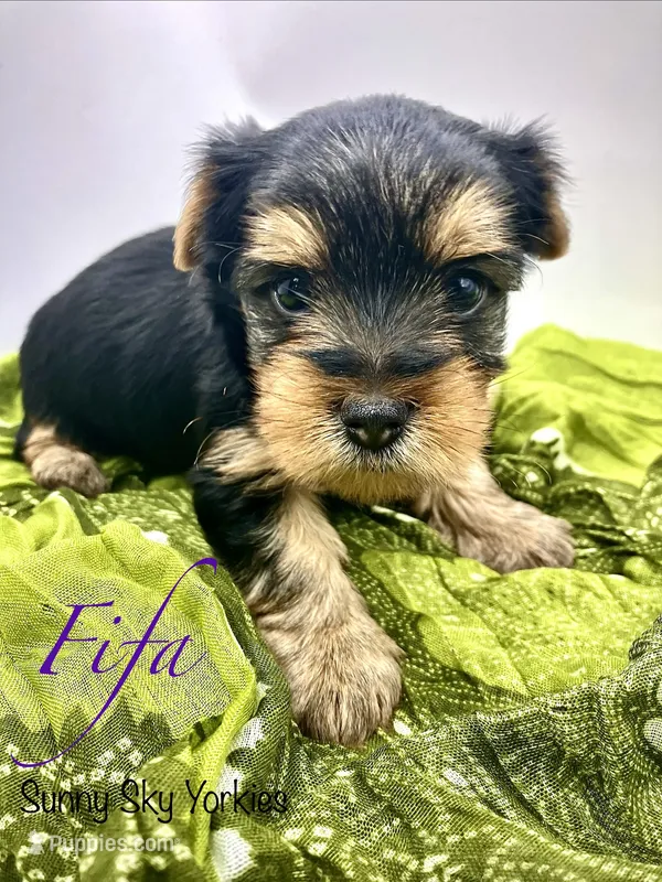 Fifa  – Yorkshire Terrier puppy for sale in Owatonna, MN