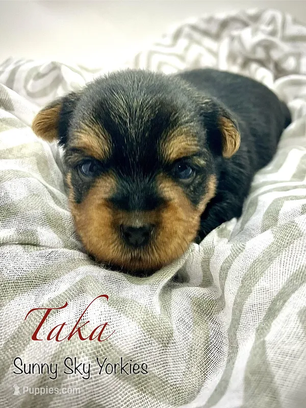 Taka – Yorkshire Terrier puppy on hold in Owatonna, MN