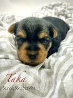 Taka, a female Yorkshire Terrier for sale in Rio, IL – 1 of 6
