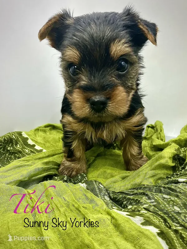 Tiki – Yorkshire Terrier puppy for sale in Owatonna, MN