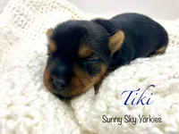 Tiki, a female Yorkshire Terrier for sale in Owatonna, MN – 2 of 5