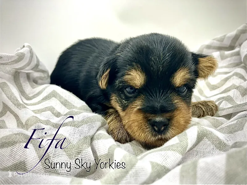 Fifa  – Yorkshire Terrier puppy for sale in Owatonna, MN