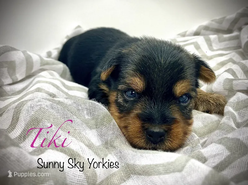 Tiki – Yorkshire Terrier puppy for sale in Owatonna, MN