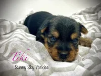 Tiki, a female Yorkshire Terrier for sale in Owatonna, MN – 1 of 5