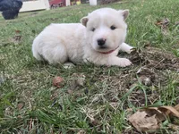 Coconut, a female Alaskan Malamute for sale in Crivitz, WI – Photo 2 of 2