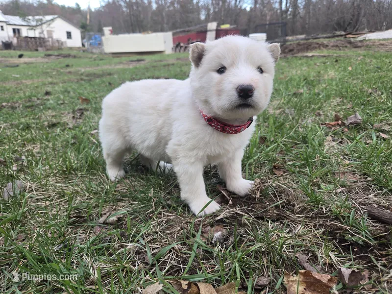 Coconut, a female Alaskan Malamute for sale in Crivitz, WI – Photo 1 of 2