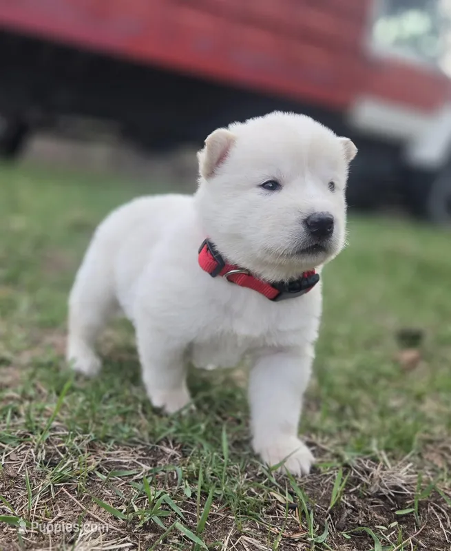 Chickin, a male Alaskan Malamute for sale in Crivitz, WI – Photo 1 of 5