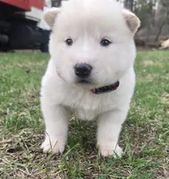 Chickin, a male Alaskan Malamute for sale in Crivitz, WI – Photo 3 of 5