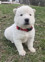 Chickin, a male Alaskan Malamute for sale in Crivitz, WI – Photo 4 of 5