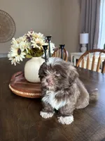 CKC Shih Tzu - Brownie, a male Shih Tzu for sale in Douglasville, GA – 2 of 2