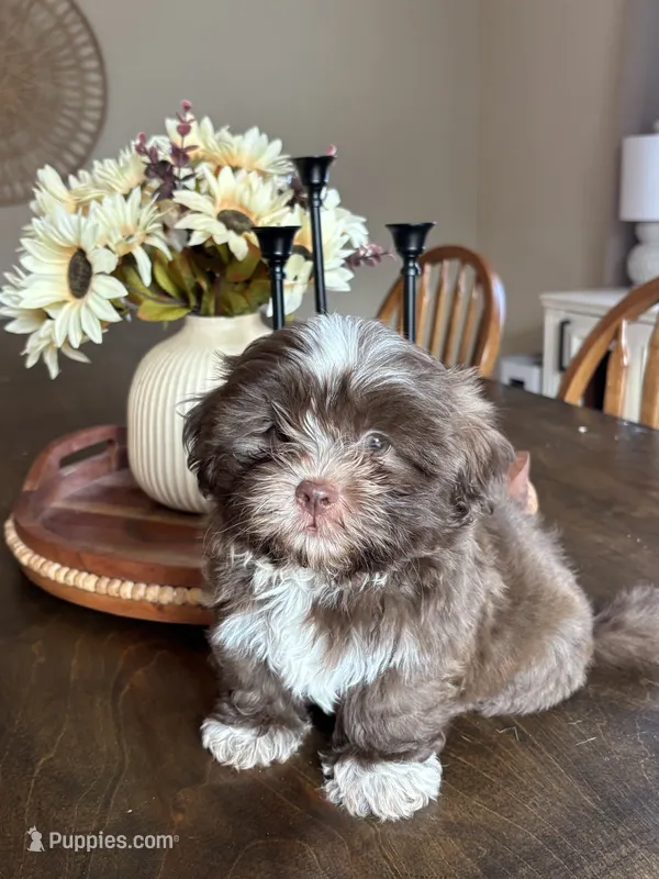 CKC Shih Tzu - Brownie – Shih Tzu puppy for sale in Douglasville, GA