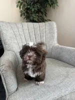 CKC Shih Tzu - Brownie, a male Shih Tzu for sale in Douglasville, GA – 2 of 2
