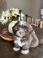 CKC Shih Tzu - Brownie, a male Shih Tzu for sale in Douglasville, GA – 1 of 2
