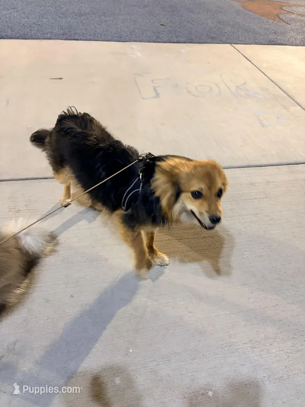 Acorn, a male Pomeranian for sale in Phoenix, AZ – Photo 1 of 5