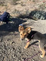 Acorn, a male Pomeranian for sale in Phoenix, AZ – Photo 3 of 5