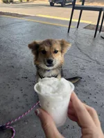 Acorn, a male Pomeranian for sale in Phoenix, AZ – Photo 5 of 5