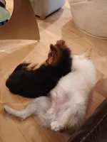 Acorn, a male Pomeranian for sale in Phoenix, AZ – Photo 7 of 7