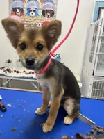 Acorn, a male Pomeranian for sale in Phoenix, AZ – Photo 3 of 7