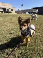 Acorn, a male Pomeranian for sale in Phoenix, AZ – Photo 5 of 7