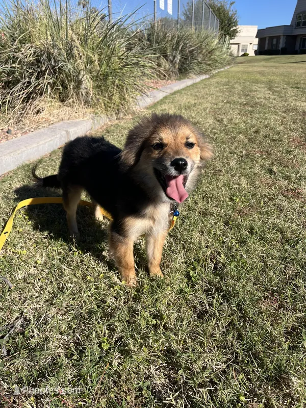 Acorn, a male Pomeranian for sale in Phoenix, AZ – Photo 1 of 7