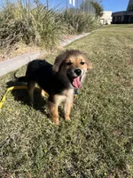 Acorn, a male Pomeranian for sale in Phoenix, AZ – Photo 1 of 7