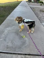 Acorn, a male Pomeranian for sale in Phoenix, AZ – Photo 4 of 7