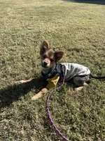 Acorn, a male Pomeranian for sale in Phoenix, AZ – Photo 6 of 7