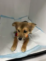 Acorn, a male Pomeranian for sale in Phoenix, AZ – Photo 2 of 7