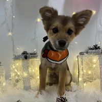 Acorn, a male Pomeranian for sale in Phoenix, AZ – Photo 4 of 7