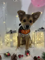 Acorn, a male Pomeranian for sale in Phoenix, AZ – Photo 4 of 7