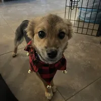 Acorn, a male Pomeranian for sale in Phoenix, AZ – Photo 3 of 7