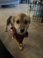 Acorn, a male Pomeranian for sale in Phoenix, AZ – Photo 3 of 7