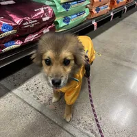 Acorn, a male Pomeranian for sale in Phoenix, AZ – Photo 5 of 7