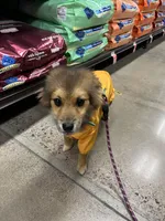 Acorn, a male Pomeranian for sale in Phoenix, AZ – Photo 5 of 7