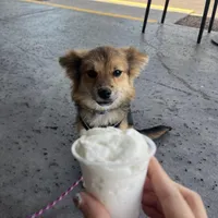 Acorn, a male Pomeranian for sale in Phoenix, AZ – Photo 2 of 7