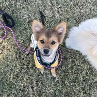 Acorn, a male Pomeranian for sale in Phoenix, AZ – Photo 7 of 7
