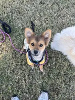 Acorn, a male Pomeranian for sale in Phoenix, AZ – Photo 7 of 7