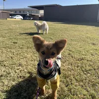 Acorn, a male Pomeranian for sale in Phoenix, AZ – Photo 6 of 7