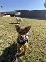Acorn, a male Pomeranian for sale in Phoenix, AZ – Photo 6 of 7