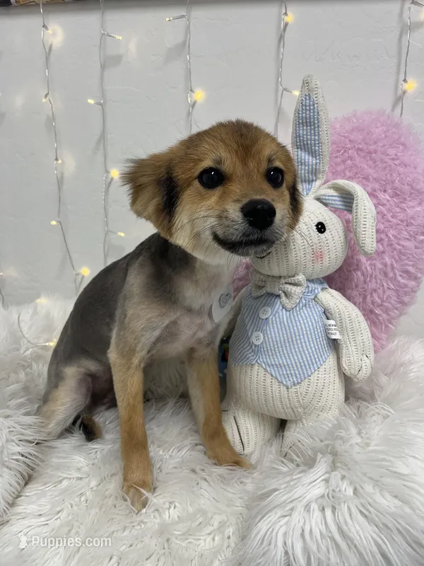 Acorn, a male Pomeranian for sale in Phoenix, AZ – Photo 1 of 2