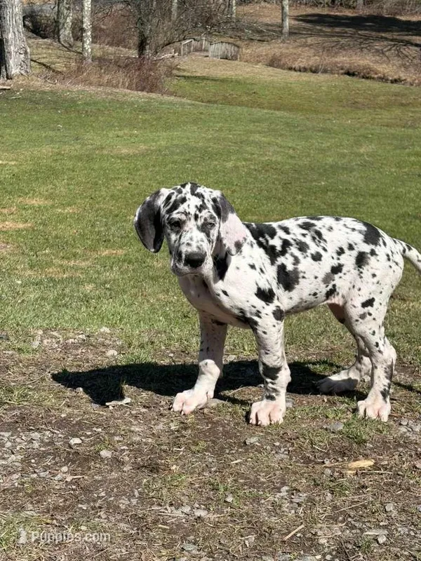 Puppy female harlequin # 4 – Great Dane puppy for sale in Honesdale, PA