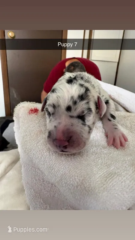 Puppy female harlequin # 4